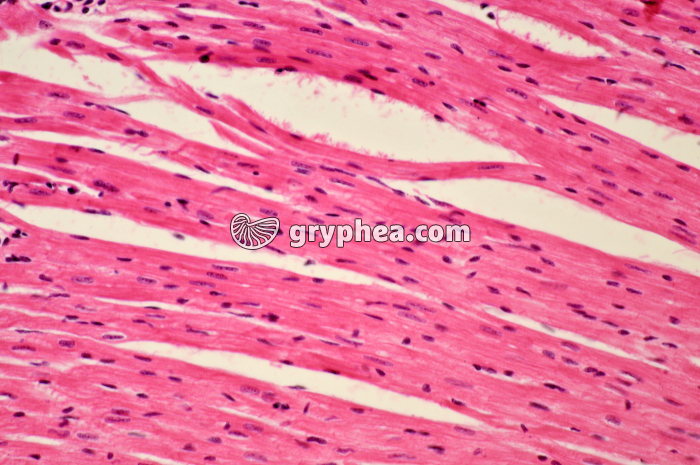 Mucle cardiaque CL x100 - gryphea.com